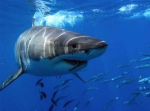 Bolsa Tiburones