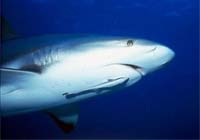 Bolsa estrategia medio plazo Bolsa estrategia medio plazo