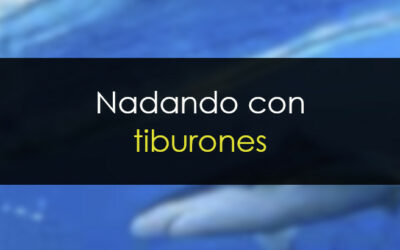 Aprovechándote de los tiburones. Acumulación y distribución