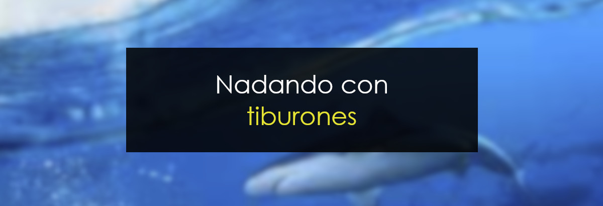 Aprovechándote de los tiburones. Acumulación y distribución miniatura