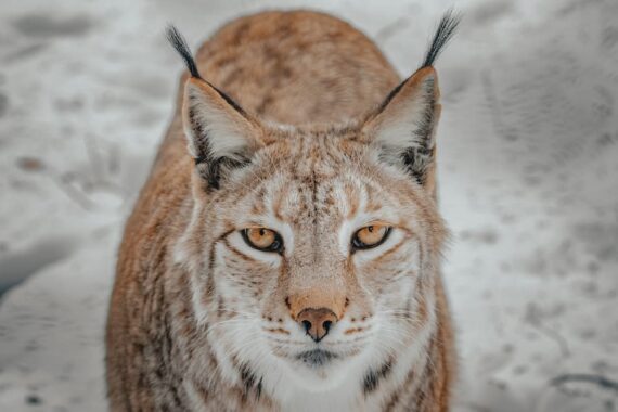 ojo de lince